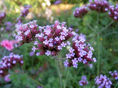 Viele kleine Blüten