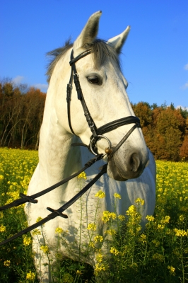 Mary Lou im Rapsfeld