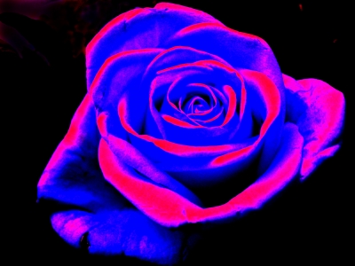 Rose blau-rot