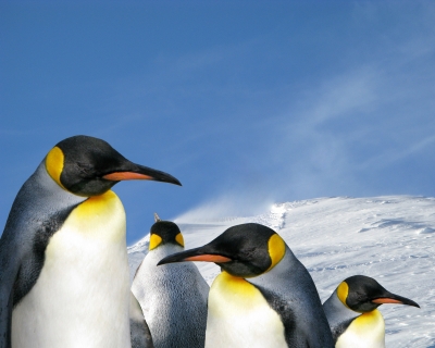 Königs-Pinguine