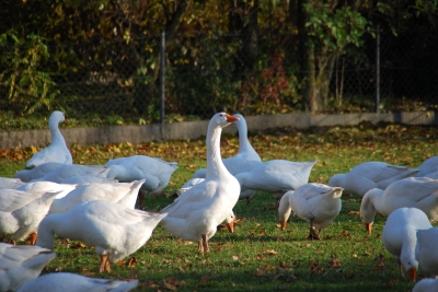 Gänseschar