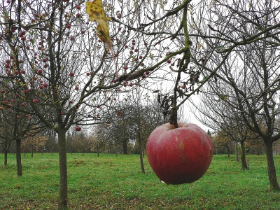 Novemberapfel