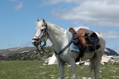 pferd auf dem berg
