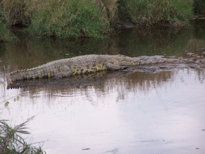 schlafendes Krokodil