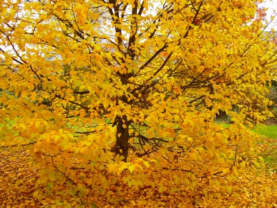 Goldene Blätter im November