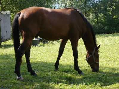 Pferd im Sauerland