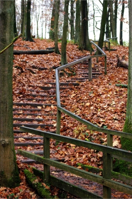 Treppe im Wald