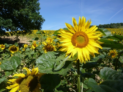 Sonnenblume