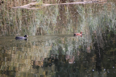 gespiegelter herbst mit ente, drei