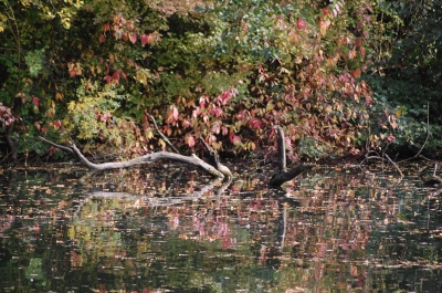 gruß an monet im herbst