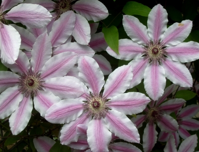 Clematis