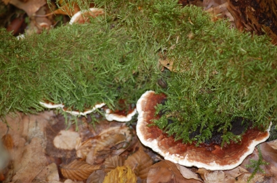 pilz unter moos fünf