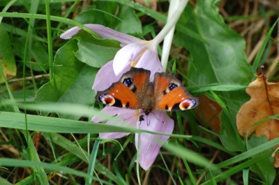 schmetterling-vier auge-