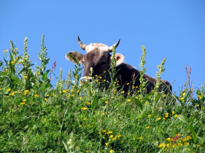 Kuh im Gras