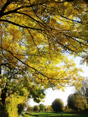Goldenes Blätterdach mit Durchblick