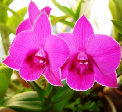 Orchideenzwilling