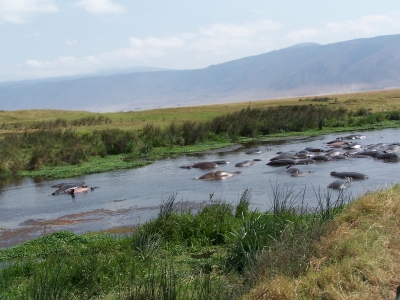 Nilpferde im Ngorongorokrater