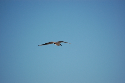 einsam vor blauem himmel