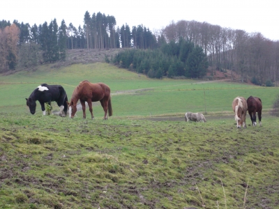 Pferde im Sauerland