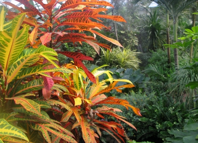 Im Dschungel: Tropische Pflanzen