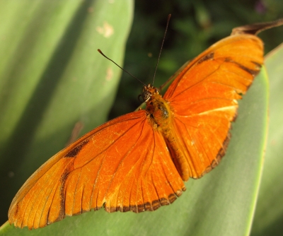 Im Dschungel: Papillon orange