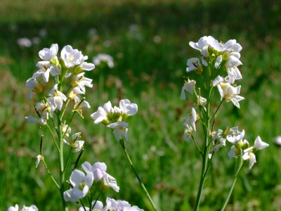 Wiesenblumen