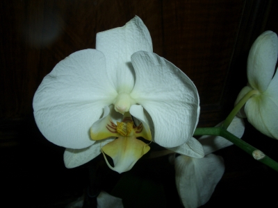 weisse Orchidee