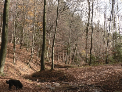 Laub - Wald - Laub