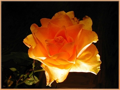 Rose im Licht