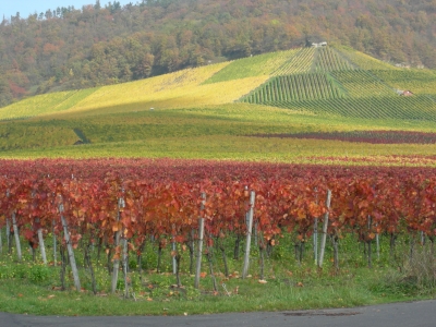 Fränkische Weinberge Kronsberg, Iphofen