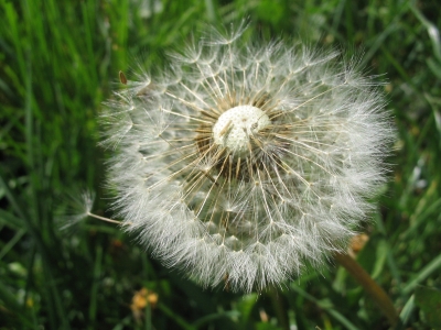 Pusteblume