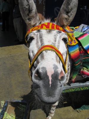 mexican donkey