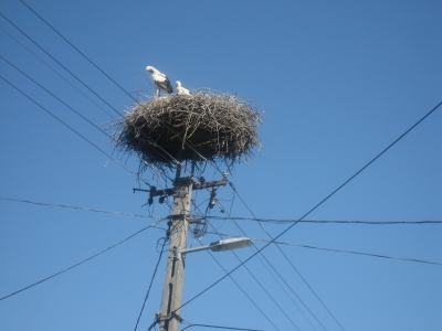 Nest mit Strom