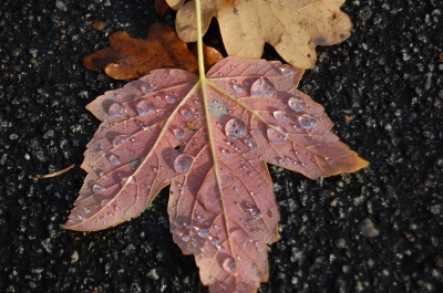 Herbstblatt