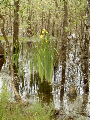 Doch Leben im Moor