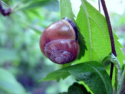 Eine Schnecke auf dem Blatt