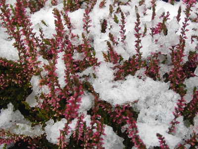 heide im ersten schnee