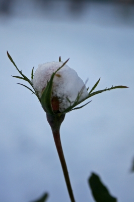 Rosenblüte im Schnee