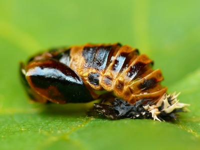 Ich werde ein asiatischer Marienkäfer