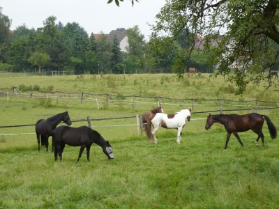 Pferde im Sauerland