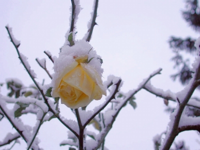 Rose mit Schneehäubchen