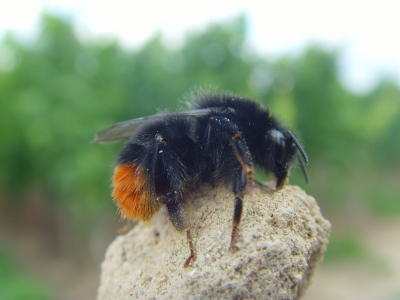"Rotpopo-Hummel" "Rotpopo-Hummel"