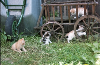 Abenteuerspielplatz für kleine Katzen