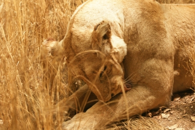 Löwin bei der Körperpflege