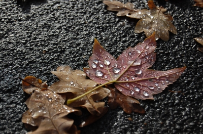 Herbstblätter auf Asfalt