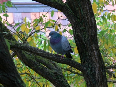 Taube im Baum