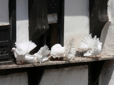 Vier weiße Tauben