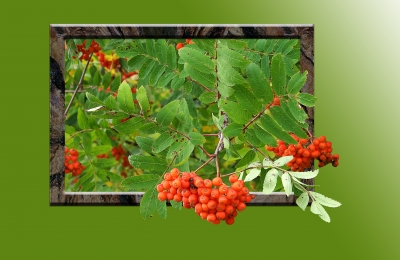 Vogelbeeren