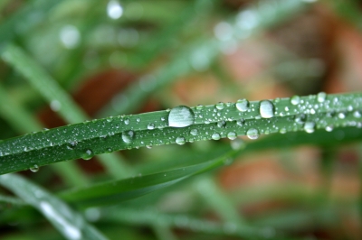 Wasserperlen am Grashalm