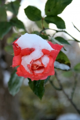 Rose im Schnee 2